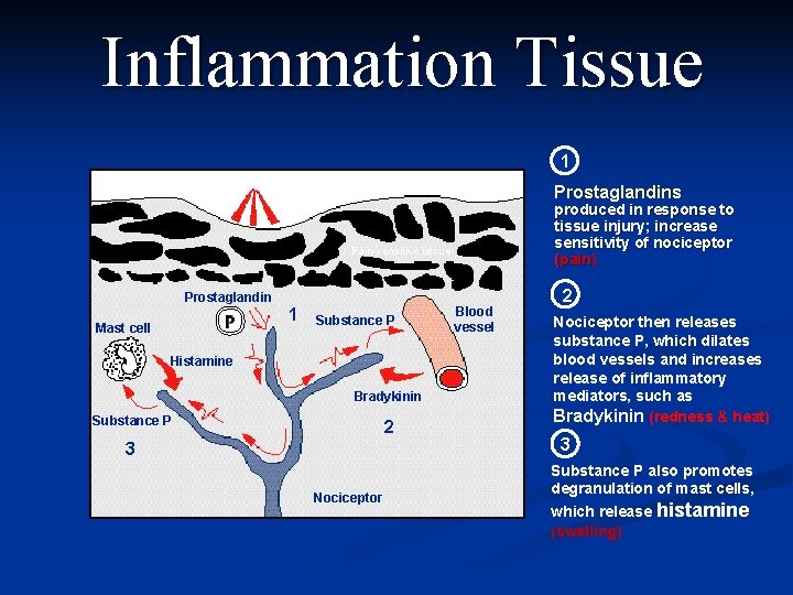 Inflammation Tissue 1 Painful stimulus Prostaglandins produced in response to tissue injury; increase sensitivity