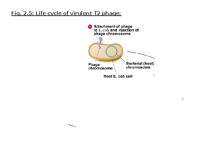 Fig. 2. 5: Life cycle of virulent T 2 phage: 