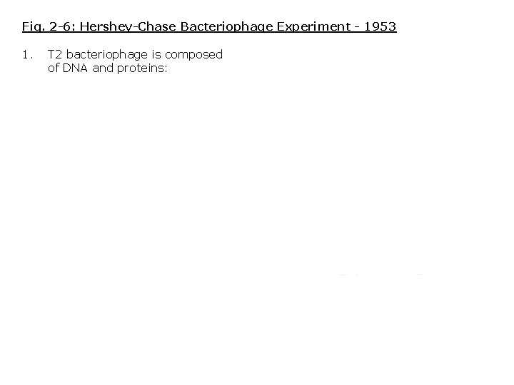 Fig. 2 -6: Hershey-Chase Bacteriophage Experiment - 1953 1. T 2 bacteriophage is composed