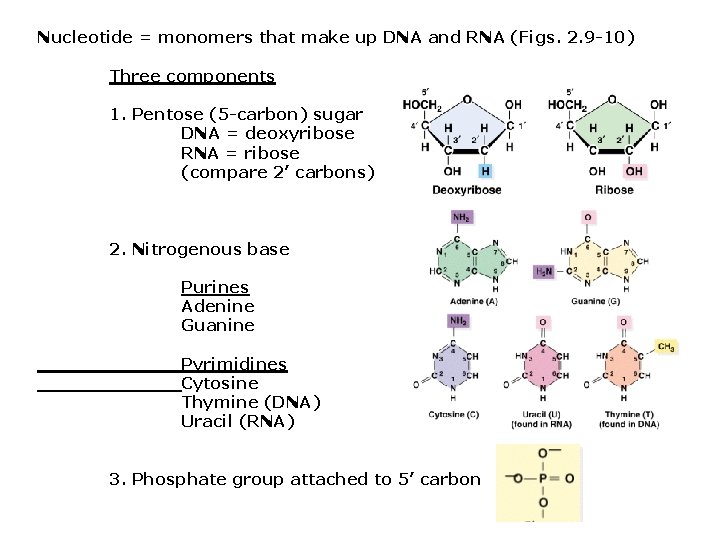 Nucleotide = monomers that make up DNA and RNA (Figs. 2. 9 -10) Three