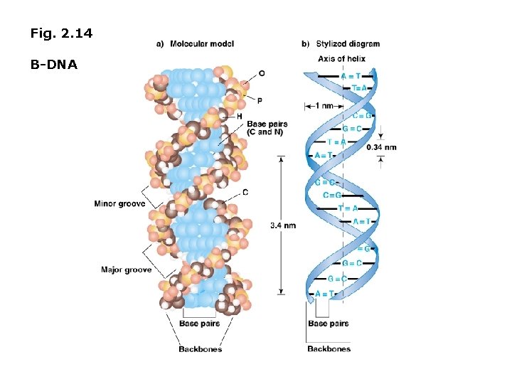 Fig. 2. 14 B-DNA 