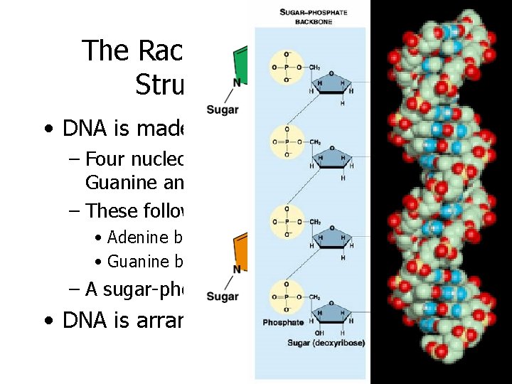 The Race to Discover DNA’s Structure was Over • DNA is made up of: