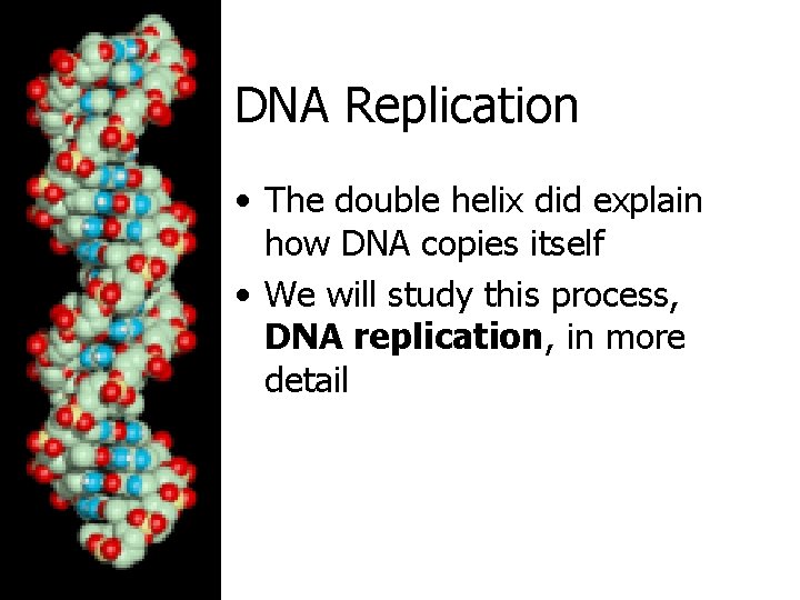 DNA Replication • The double helix did explain how DNA copies itself • We
