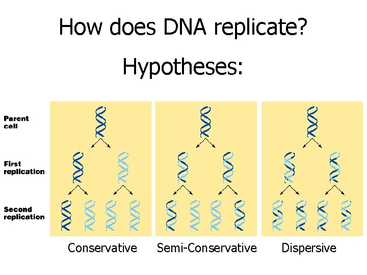 How does DNA replicate? Hypotheses: Conservative Semi-Conservative Dispersive 