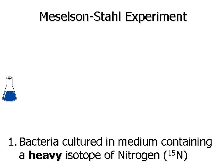 Meselson-Stahl Experiment 1. Bacteria cultured in medium containing a heavy isotope of Nitrogen (15