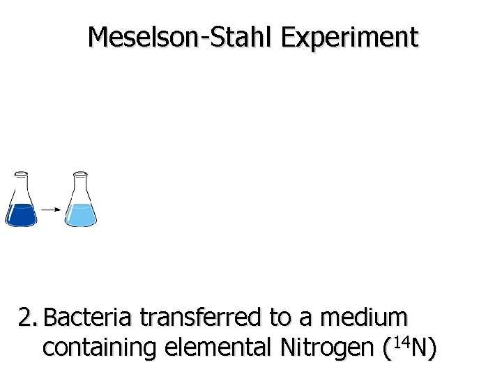 Meselson-Stahl Experiment 2. Bacteria transferred to a medium containing elemental Nitrogen (14 N) 