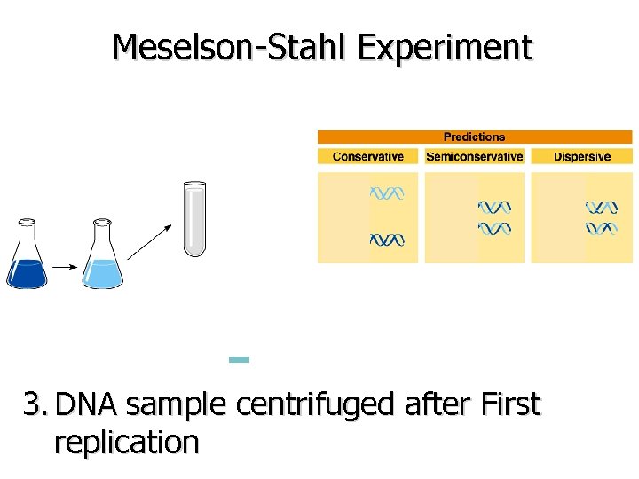 Meselson-Stahl Experiment 3. DNA sample centrifuged after First replication 