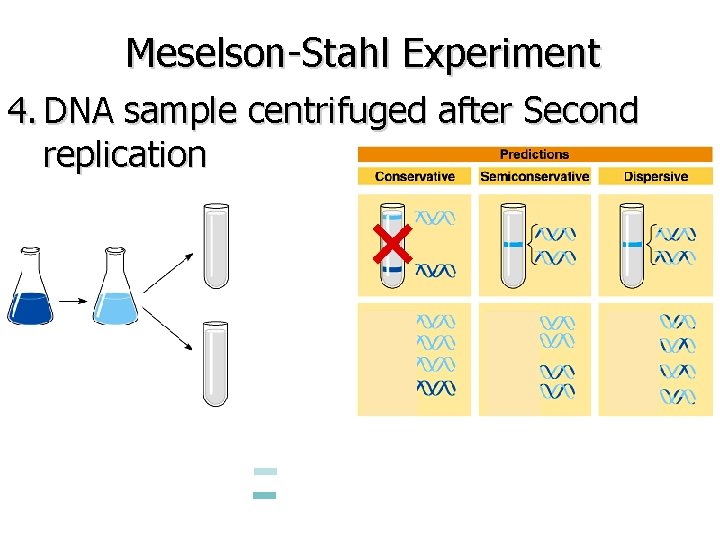 Meselson-Stahl Experiment 4. DNA sample centrifuged after Second replication 