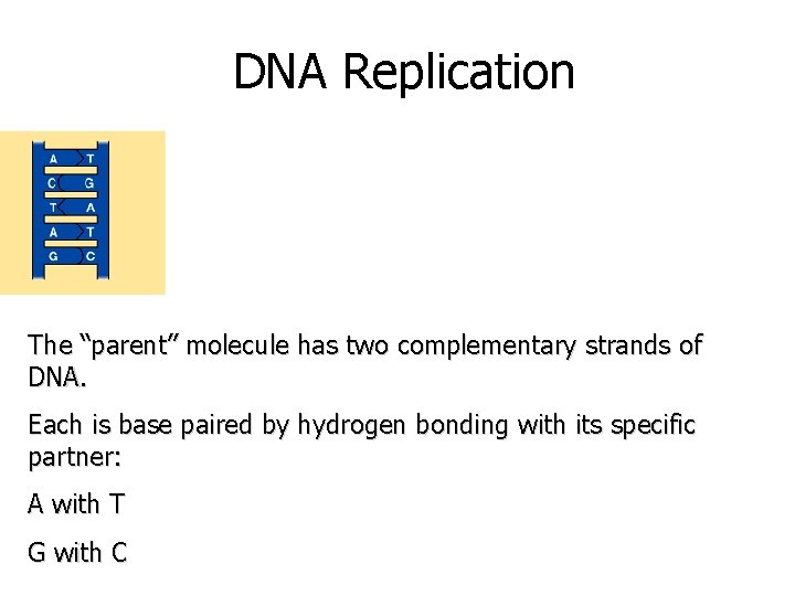 DNA Replication The “parent” molecule has two complementary strands of DNA. Each is base