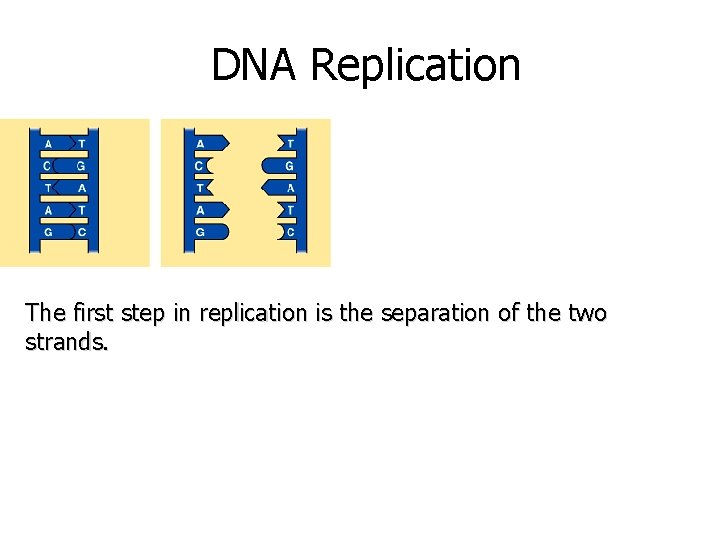DNA Replication The first step in replication is the separation of the two strands.