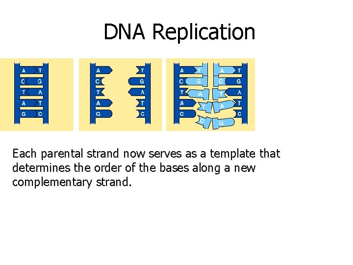 DNA Replication Each parental strand now serves as a template that determines the order