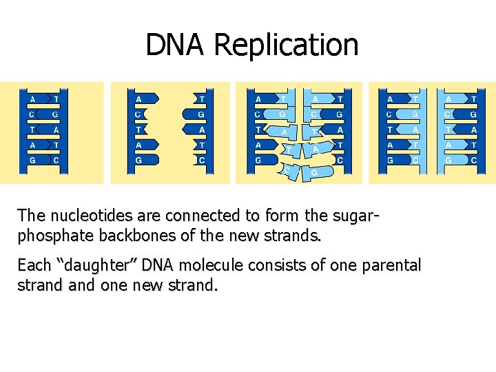 DNA Replication The nucleotides are connected to form the sugarphosphate backbones of the new