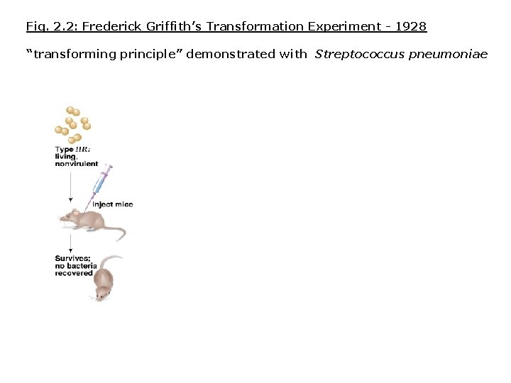 Fig. 2. 2: Frederick Griffith’s Transformation Experiment - 1928 “transforming principle” demonstrated with Streptococcus