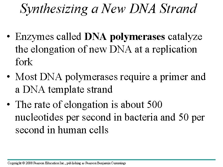 Synthesizing a New DNA Strand • Enzymes called DNA polymerases catalyze the elongation of
