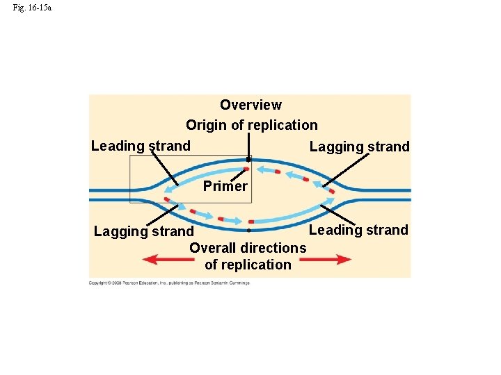 Fig. 16 -15 a Overview Origin of replication Leading strand Lagging strand Primer Leading