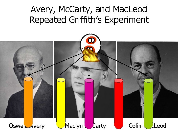 Avery, Mc. Carty, and Mac. Leod Repeated Griffith’s Experiment Oswald Avery Maclyn Mc. Carty