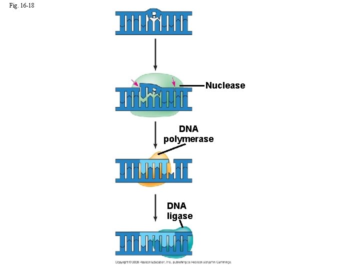 Fig. 16 -18 Nuclease DNA polymerase DNA ligase 