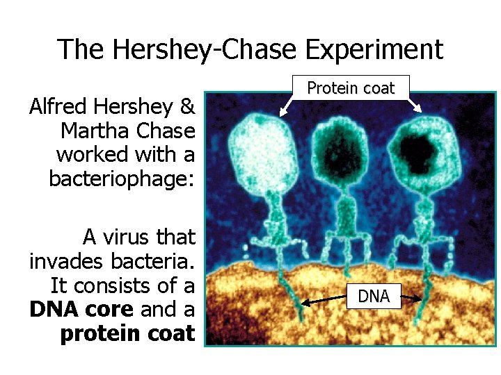 The Hershey-Chase Experiment Alfred Hershey & Martha Chase worked with a bacteriophage: A virus