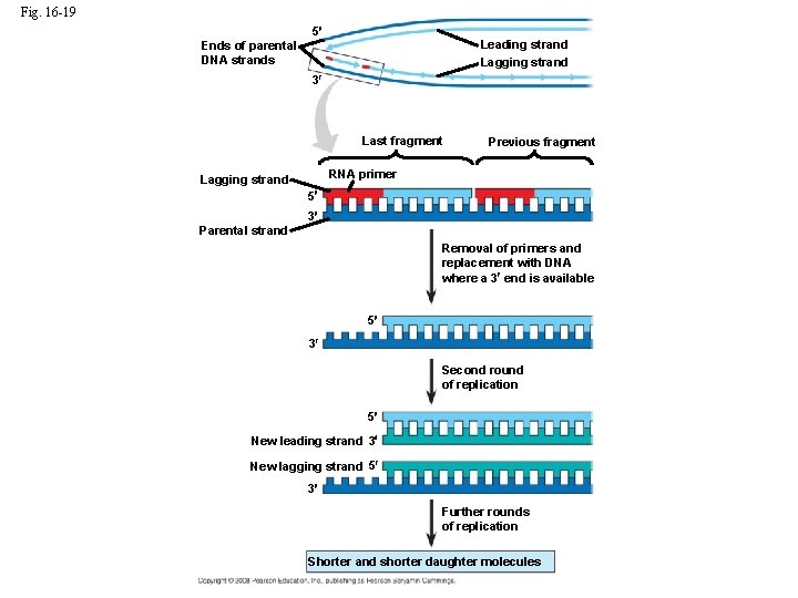 Fig. 16 -19 5 Leading strand Lagging strand Ends of parental DNA strands 3