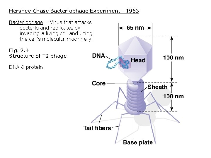 Hershey-Chase Bacteriophage Experiment - 1953 Bacteriophage = Virus that attacks bacteria and replicates by