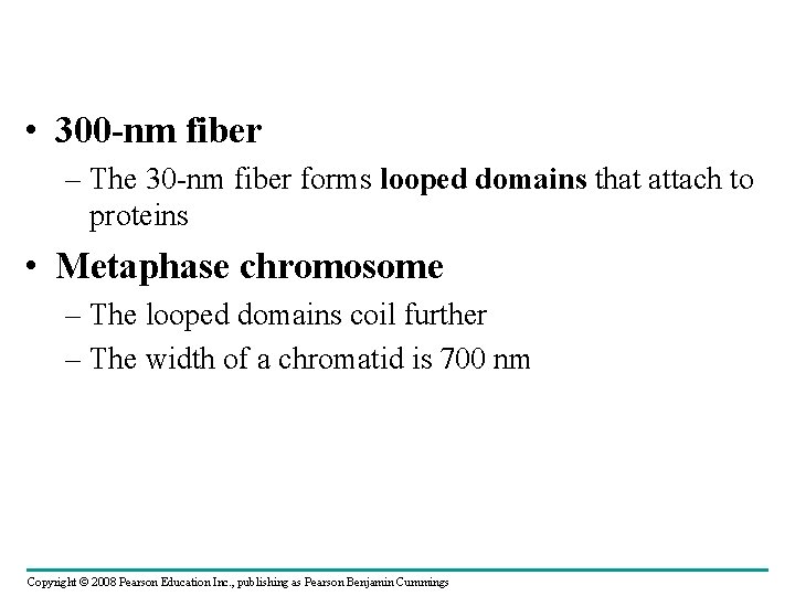  • 300 -nm fiber – The 30 -nm fiber forms looped domains that