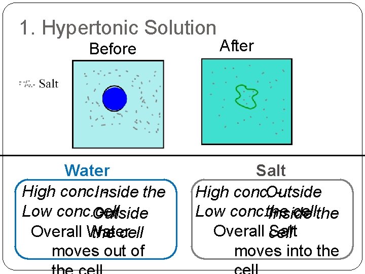 1. Hypertonic Solution Before Water High conc. Inside the Low conc. Outside cell Overall