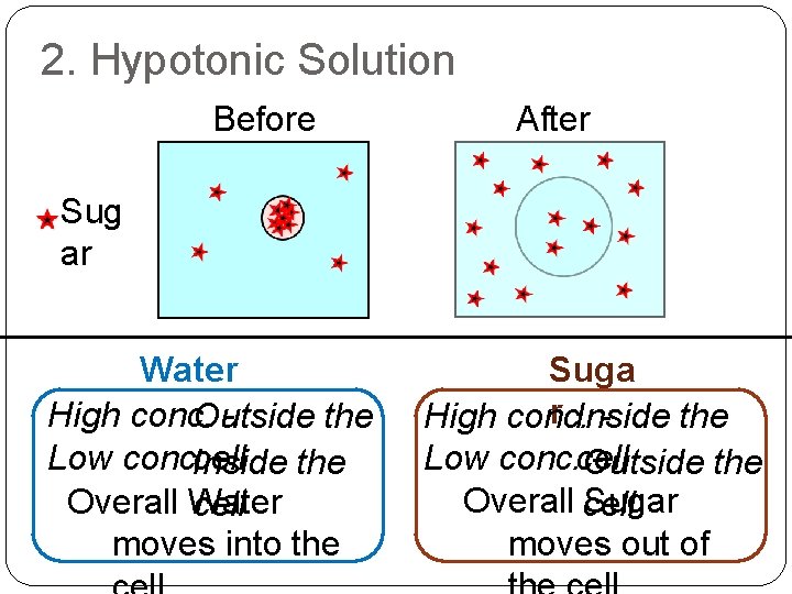 2. Hypotonic Solution Before After Sug ar Water High conc. Outside the Low conc.