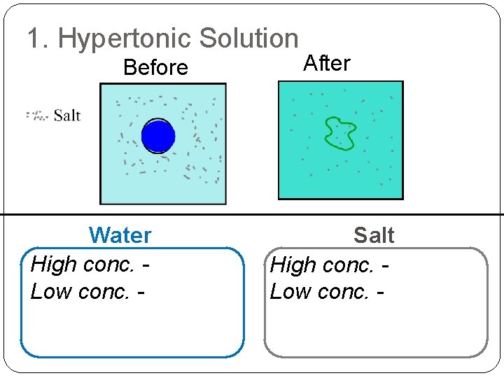 1. Hypertonic Solution Before Water High conc. Low conc. - After Salt High conc.