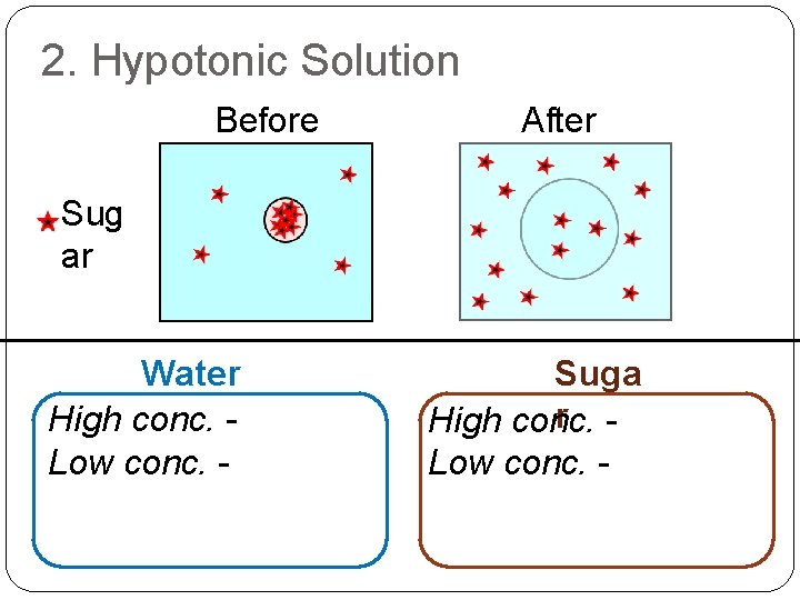 2. Hypotonic Solution Before After Sug ar Water High conc. Low conc. - Suga