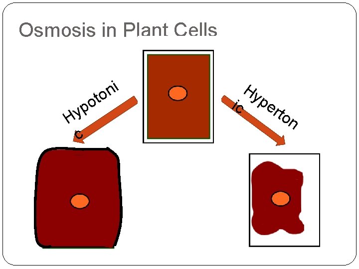 Osmosis in Plant Cells i n o t po Hy c ic Hy pe