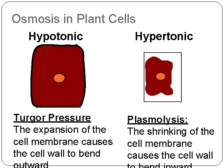 Osmosis in Plant Cells Hypotonic Turgor Pressure The expansion of the cell membrane causes