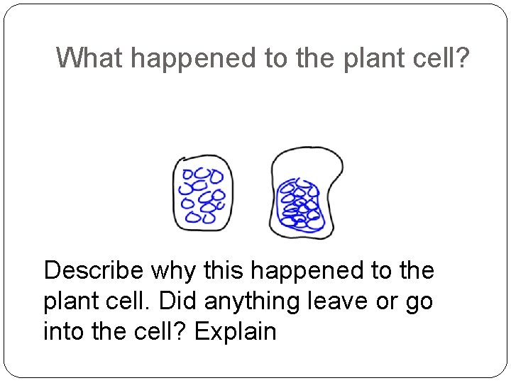What happened to the plant cell? Describe why this happened to the plant cell.