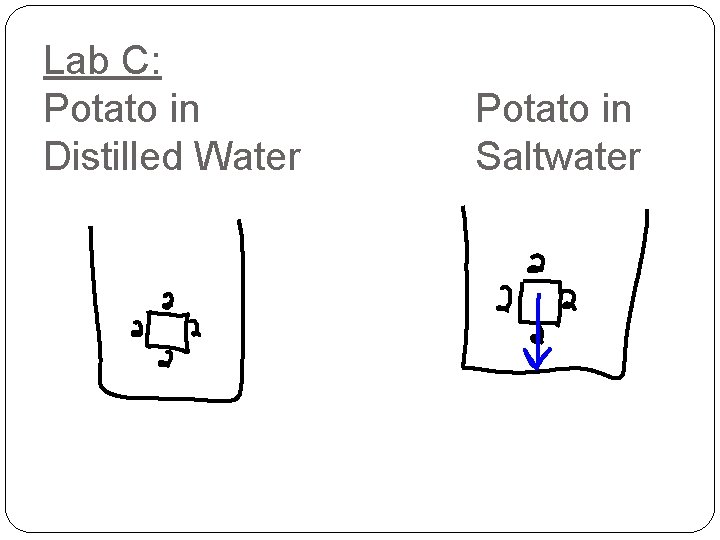 Lab C: Potato in Distilled Water Potato in Saltwater Lab C: Potato in Distilled Water Potato in Saltwater