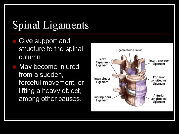 Spinal Ligaments n n Give support and structure to the spinal column. May become