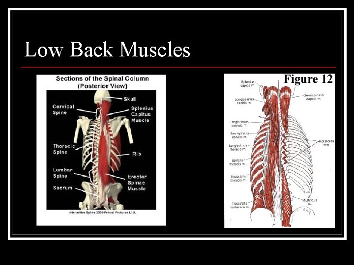 Low Back Muscles 