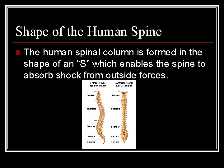 Shape of the Human Spine n The human spinal column is formed in the