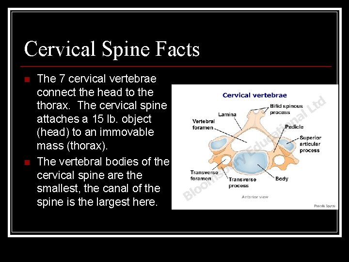 Cervical Spine Facts n n The 7 cervical vertebrae connect the head to the