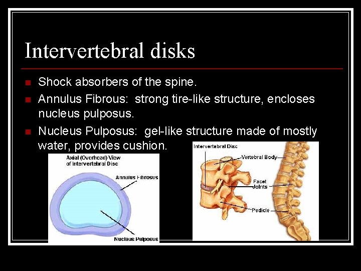 Intervertebral disks n n n Shock absorbers of the spine. Annulus Fibrous: strong tire-like