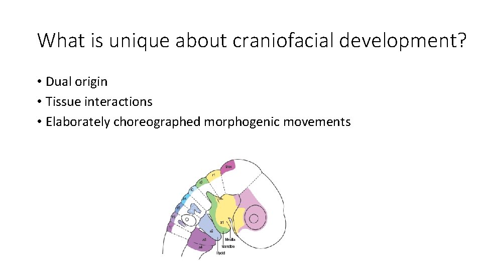 What is unique about craniofacial development? • Dual origin • Tissue interactions • Elaborately
