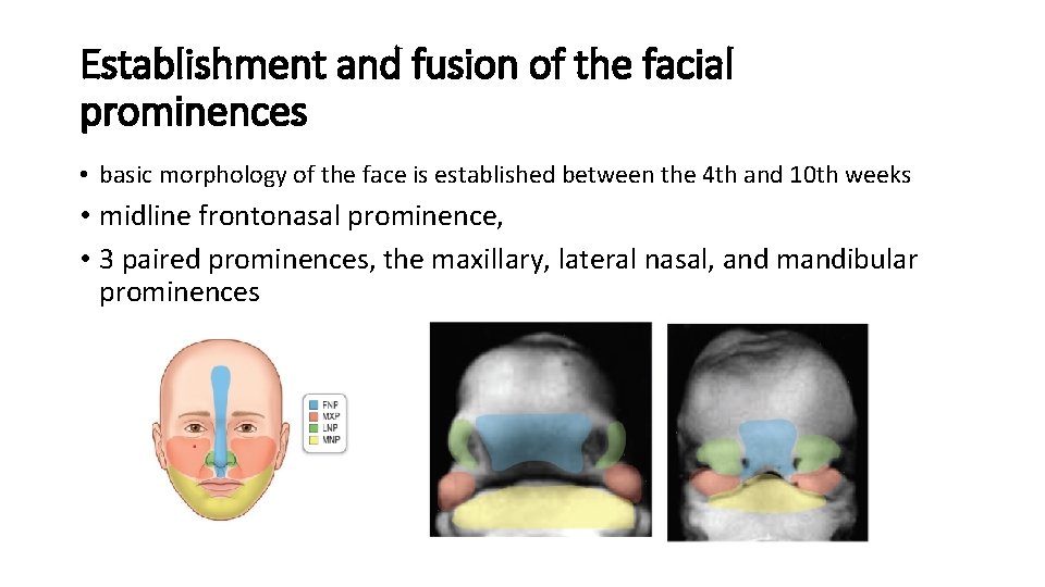 Establishment and fusion of the facial prominences • basic morphology of the face is