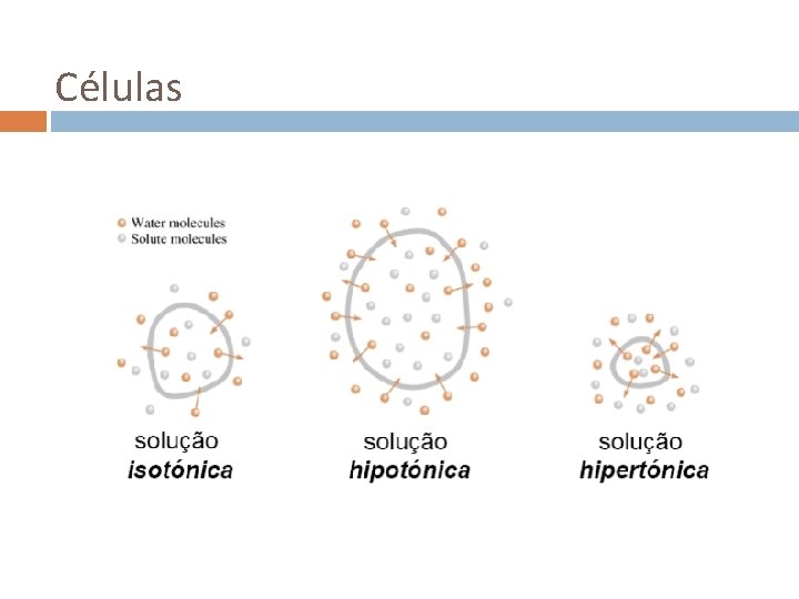 Células 