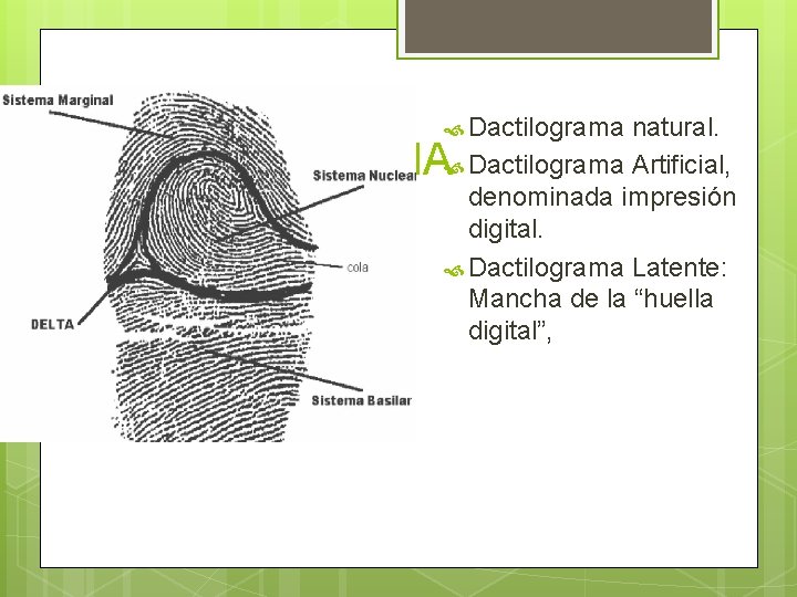  Dactilograma natural. Dactilograma Artificial, denominada impresión digital. Dactilograma Latente: Mancha de la “huella