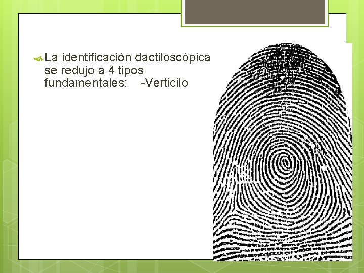  La identificación dactiloscópica se redujo a 4 tipos fundamentales: -Verticilo 