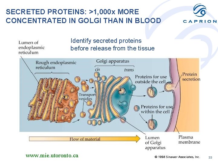 SECRETED PROTEINS: >1, 000 x MORE CONCENTRATED IN GOLGI THAN IN BLOOD Identify secreted