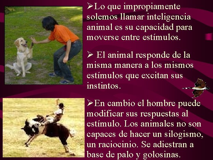 ØLo que impropiamente solemos llamar inteligencia animal es su capacidad para moverse entre estímulos. ØLo que impropiamente solemos llamar inteligencia animal es su capacidad para moverse entre estímulos.