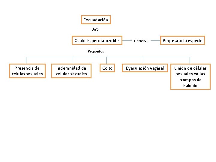 Fecundación Unión Ovulo-Espermatozoide Finalidad Perpetuar la especie Propósitos Presencia de células sexuales Indemnidad de