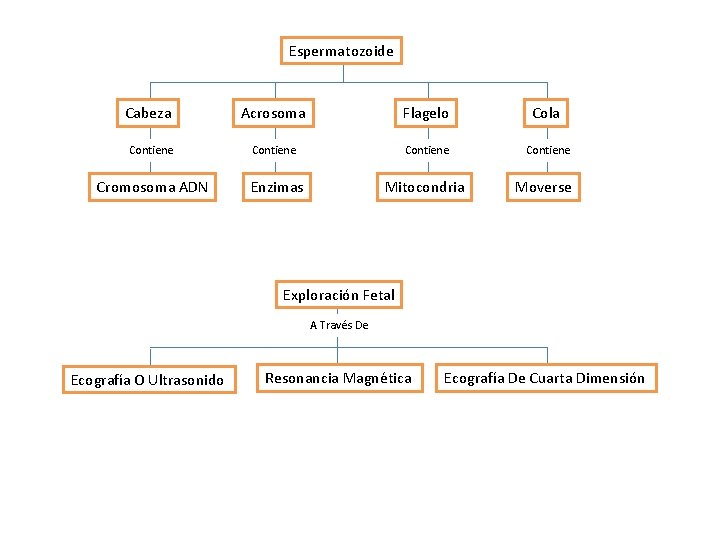 Espermatozoide Cabeza Acrosoma Flagelo Cola Contiene Cromosoma ADN Enzimas Mitocondria Moverse Exploración Fetal A