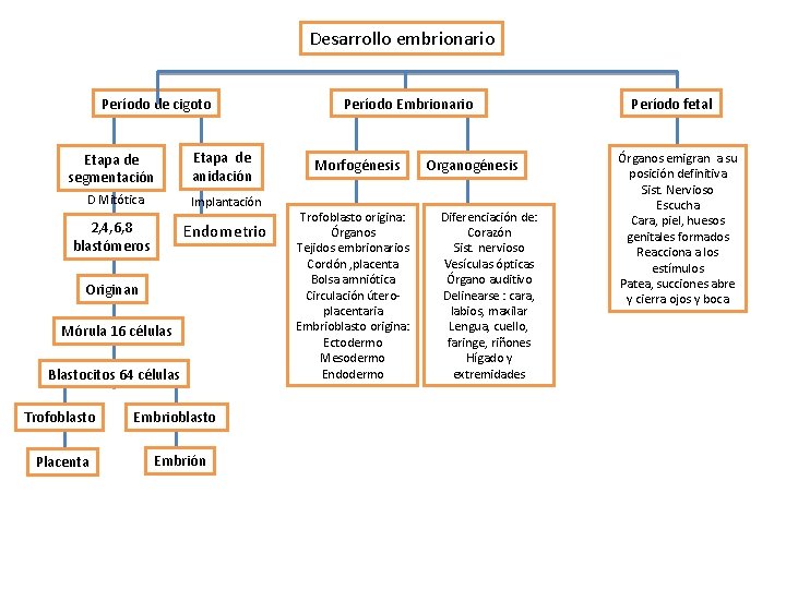 Desarrollo embrionario Período de cigoto Etapa de segmentación D Mitótica Etapa de anidación Implantación