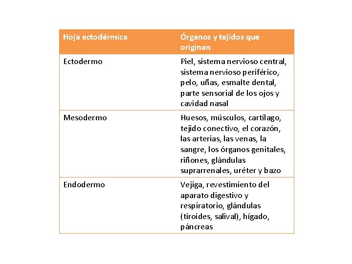 Hoja ectodérmica Órganos y tejidos que originan Ectodermo Piel, sistema nervioso central, sistema nervioso