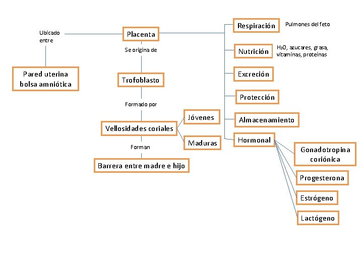 Ubicado entre Respiración Placenta Nutrición Se origina de Pared uterina bolsa amniótica Protección Formado